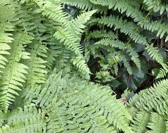 Sord Fern atrium plant for relaxing live arrangement fairy terrarium planting live sword fern