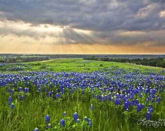 Texas Home Decor | "Bluebonnet Sunbeams" | Texas Wall Art | Texas Bluebonnets Photo - Bluebonnet Field Sunset - Ennis Texas Photo Print