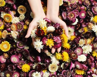 50 Finest Quality Handpicked Strawflowers Heads, Dried Flowers, Mix Dried Strawflower Head, Décor, Wedding Decoration, Craft Supply