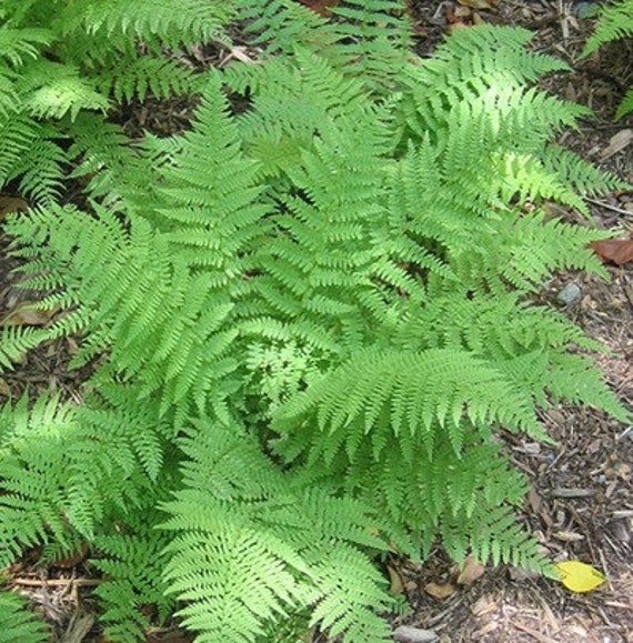 Eastern wood Fern bulbs / landscape / evergreen 10 bulbs Free