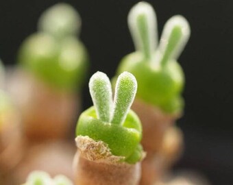Monilaria moniliforme, Rare succulent, 10 seeds