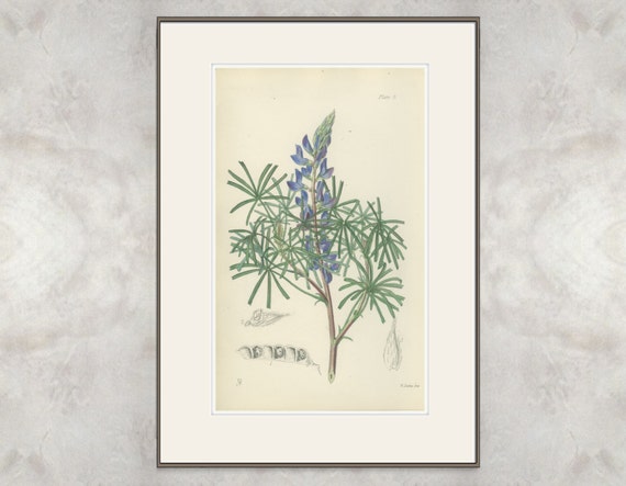 Lupin, Rare Antique Hand Colored Botanical Book Plate