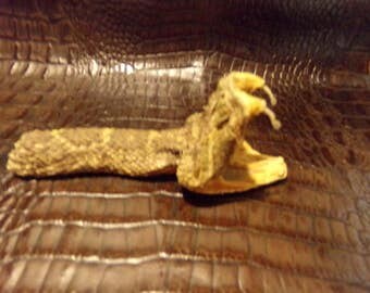 1 real animal taxidermy stuffed rattle snake head mount reptile part bone teeth fang diamond back