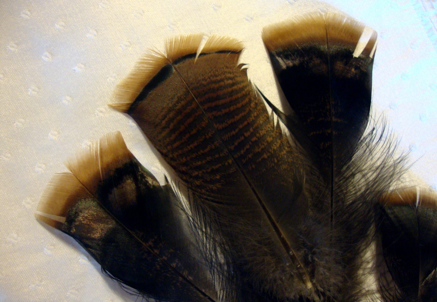 Wild turkey tail feathers small to medium 4" to 8" flared ends all