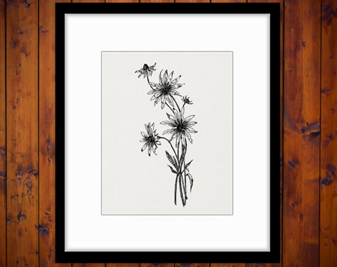 Digital Wild Flowers Graphic Download Wildflower Illustration Image Printable Vintage Clip Art Jpg Png Eps HQ 300dpi No.2771