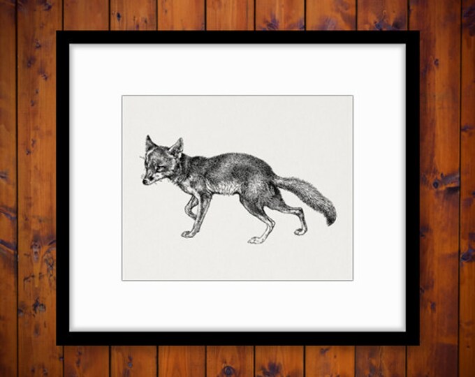 Fox Digital Image Download Antique Illustration Printable Graphic Vintage Clip Art Jpg Png Eps HQ 300dpi No.1126