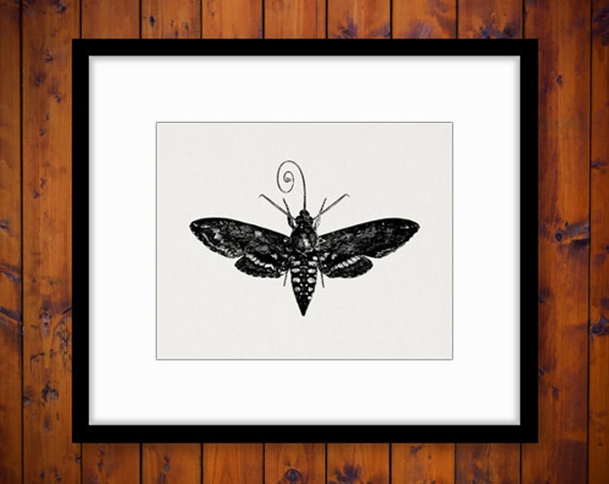 Hawk Moth Printable Image Graphic Insect Illustration Digital Download Vintage Clip Art Jpg Png Eps HQ 300dpi No.3432