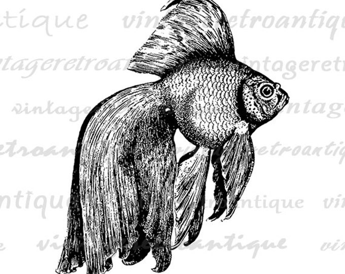 Digital Printable Goldfish Image Fish Graphic Illustration Download Vintage Clip Art Jpg Png Eps HQ 300dpi No.3592