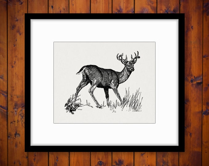 Deer Digital Image Printable Animal Download Graphic Illustration Vintage Clip Art Jpg Png Eps HQ 300dpi No.4140