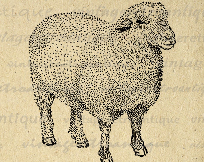 Printable Oxford Down Sheep Digital Download Image Farm Animal Graphic Vintage Clip Art Jpg Png Eps HQ 300dpi No.3471