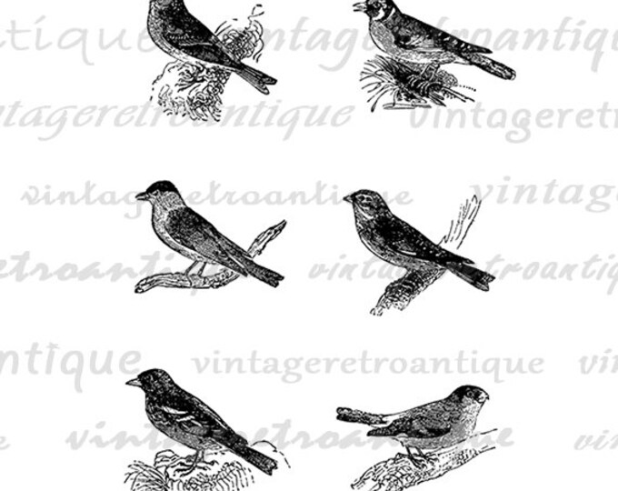 Printable Graphic Set of Six Birds Digital Download Image Artwork Vintage Clip Art Jpg Png Eps HQ 300dpi No.2722