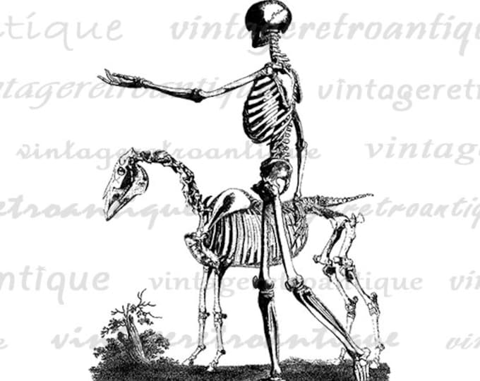 Printable Image Skeleton with Horse Graphic Download Digital Illustration Vintage Clip Art Jpg Png Eps HQ 300dpi No.2216