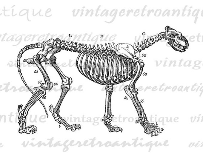 Printable Lion Skeleton Diagram Graphic Download Digital Image Illustration for Transfers Tea Towels etc HQ 300dpi No.2269