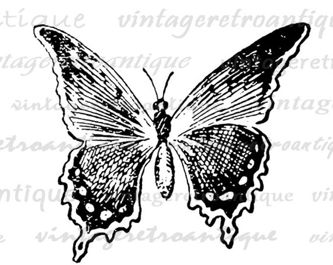 Butterfly Digital Image Download Printable Butterfly Illustration Graphic Vintage Clip Art Jpg Png Eps HQ 300dpi No.2468