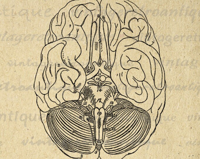 Digital Brain Diagram Printable Graphic Image Download Artwork Antique Clip Art Jpg Png Eps HQ 300dpi No.2298