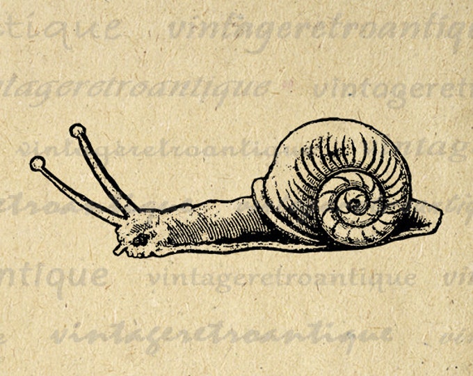 Snail Digital Image Graphic Download Printable Artwork Vintage Clip Art Jpg Png Eps HQ 300dpi No.3881