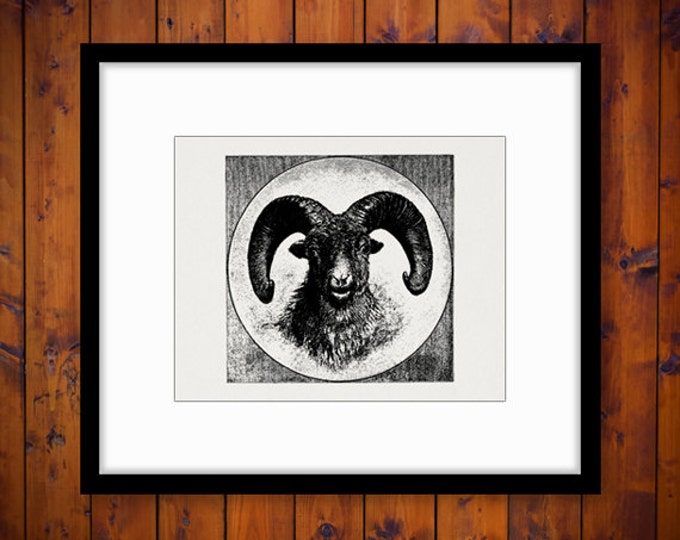 Printable Digital Rocky Mountain Sheep Download Ram Illustration Image Graphic Antique Clip Art Jpg Png Eps HQ 300dpi No.3641