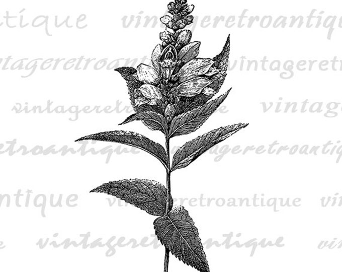 Wild Flower Digital Printable Image Graphic Wildflower Illustration Download Vintage Clip Art Jpg Png Eps HQ 300dpi No.2747