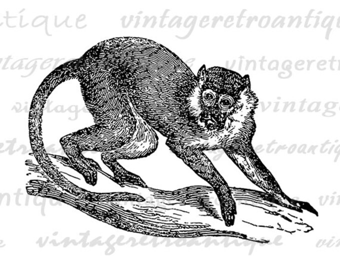 Red Monkey Digital Image Graphic Vintage Monkey Illustration Download Printable Antique Clip Art for Transfers etc HQ 300dpi No.3928