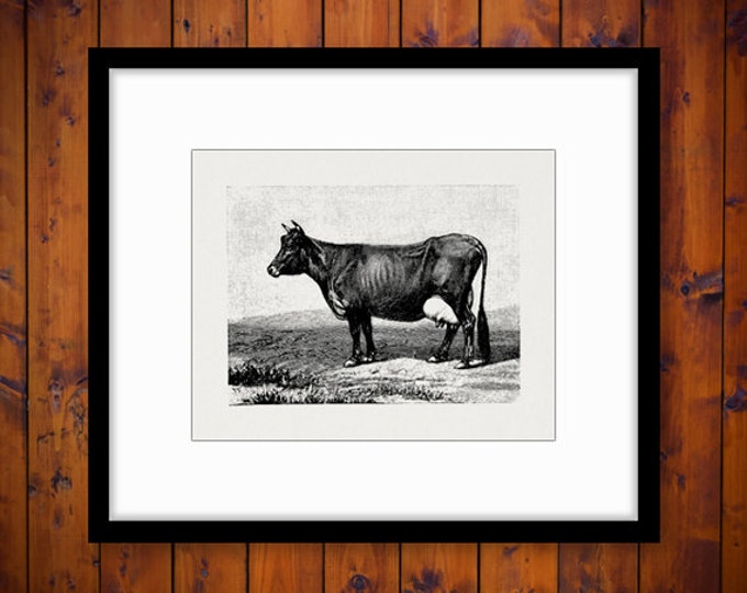 Printable Image Cow Digital Antique Cow Graphic Download Vintage Clip Art Jpg Png Eps HQ 300dpi No.657