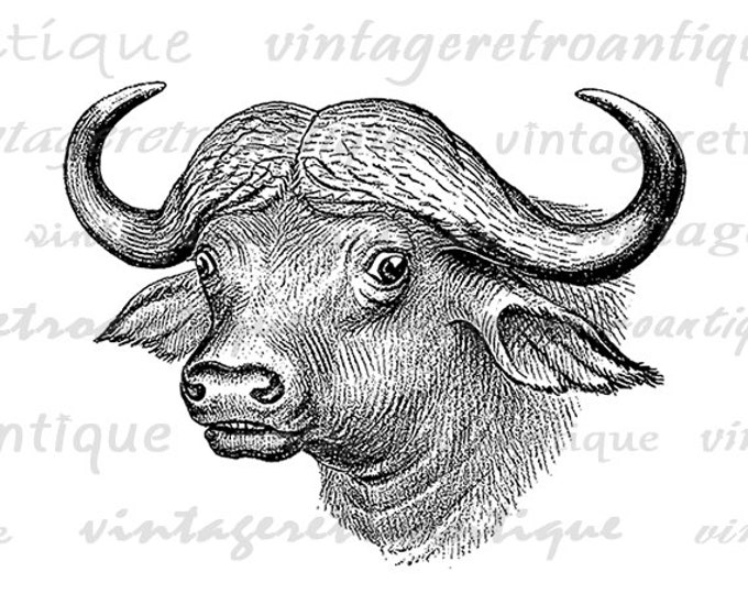 Printable Graphic Antique Buffalo Download Image Digital Vintage Clip Art Jpg Png Eps HQ 300dpi No.451