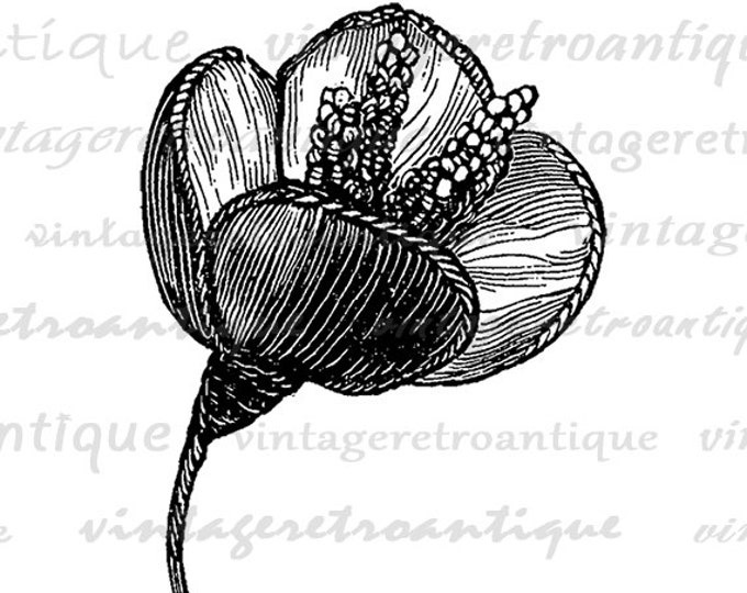 Printable Graphic Anemone Flower Image Download Digital Illustration Antique Clip Art Jpg Png Eps HQ 300dpi No.2756