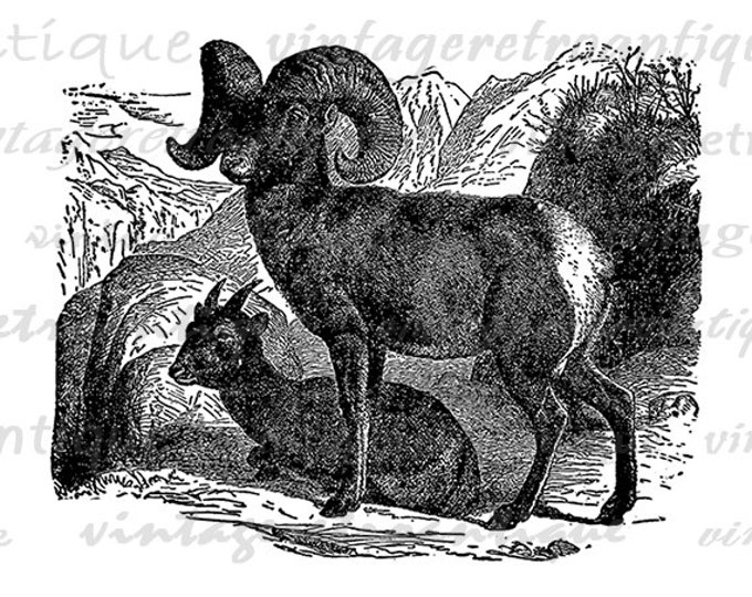 Digital Printable Big Horn Sheep Image Graphic Download Artwork Vintage Clip Art Jpg Png Eps HQ 300dpi No.2659