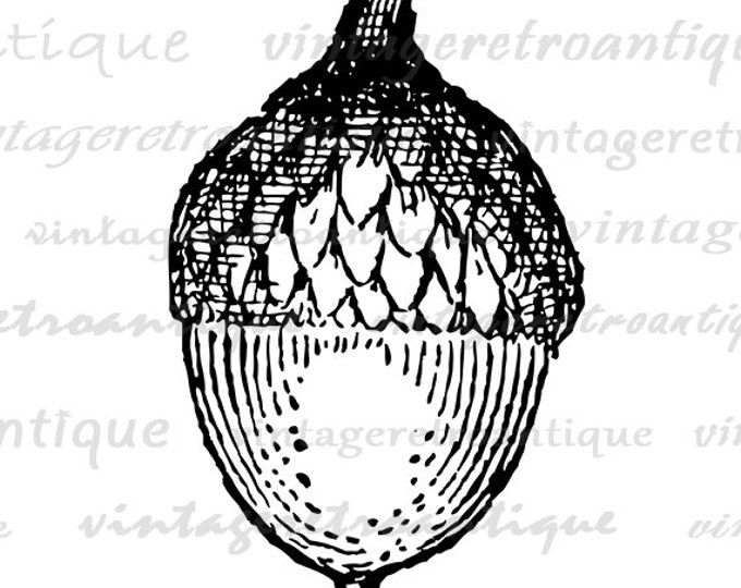 Digital Acorn Image Download Tree Nut Winter Printable Acorn Graphic Antique Clip Art for Transfers Making Prints etc HQ 300dpi No.4653