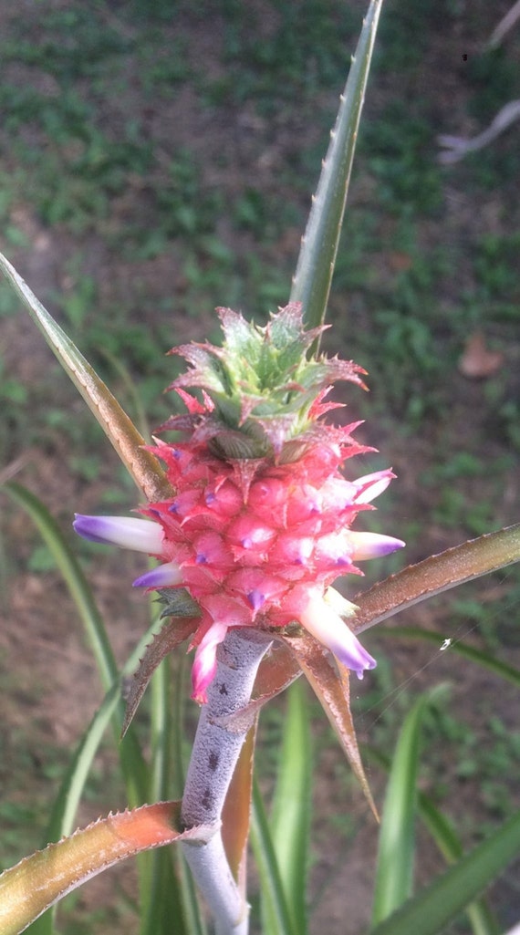 Rare & Intriguing DWARF PINEAPPLE BROMELIAD Plants Ananus
