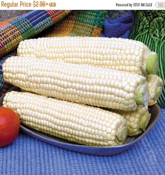Heirloom white CORN SEED Garden Vegetable Use by CaribbeanGarden