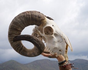 Goat skull | Etsy