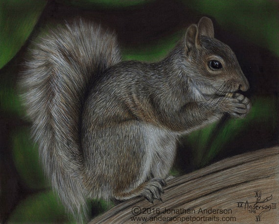 Squirrel colored pencil drawing