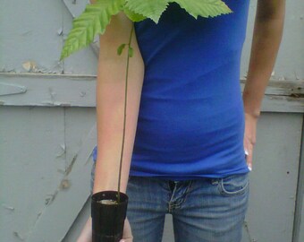 TreesAgain Chinese Chestnut Tree - Castanea mollissima - 6 to 10+ inches