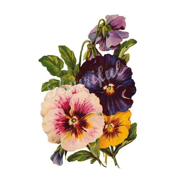 Pansy Clip Art Scrapbooking Pansy Bouquet Rainbow of