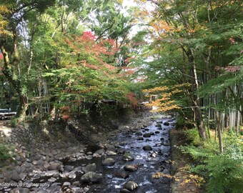 Izu Japan Bamboo Grove Creek Bed Nature Photography Digital Download High Resolution Japanese Landscape Photo