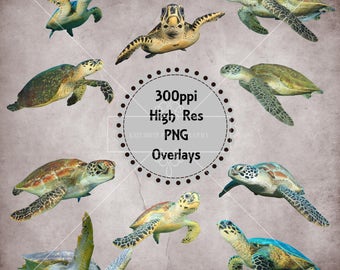 Sea Turtle Overlays, Separate PNG Files, High Resolution, Instant Download.