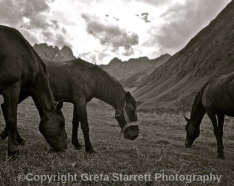 Horses in the Mountains, Republic of Georgia