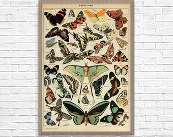 Butterfly Art, Adolphe Millot Butterfly, Butterfly Poster, Butterfly Print