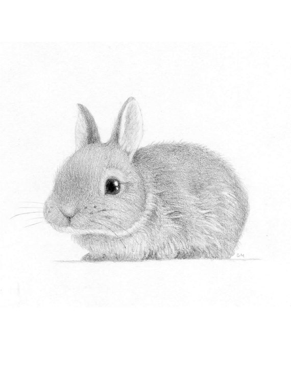 Coniglietto coniglio arte disegno a matita in bianco e nero