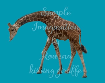Giraffe and Zebra clipart | for use with Digital backgrounds |digital backdrops | baby zebra |young giraffe | overlays | overlay