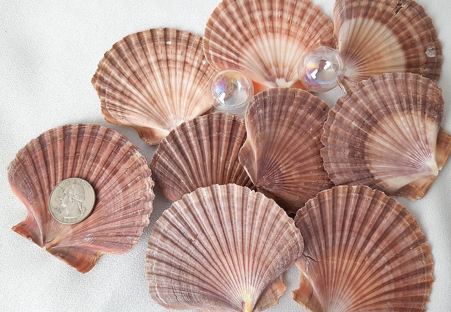 Flat Scallop Seashells Flat Scallop Shells Large Scallop Sea