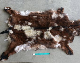 Tri Color Spotted Goat Hide- Winter Hair Lot No. 25168TURQ