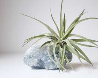 Unique Air Planter, Celestite Crystal Geode, Airplant, Tillandsia Velutina, Spiritual Boho Yoga Studio Decor