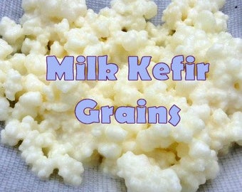 Milk Kefir grains