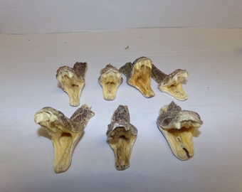 3 real animal taxidermy rattle snake head mount reptile part fang teeth diamond back
