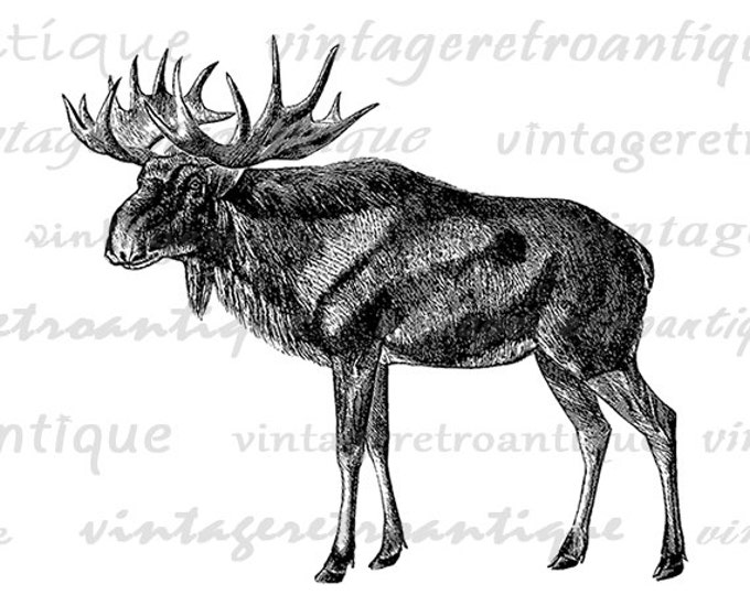 Printable Digital Scandinavian Elk Graphic Image Download Artwork Antique Clip Art Jpg Png Eps HQ 300dpi No.2184