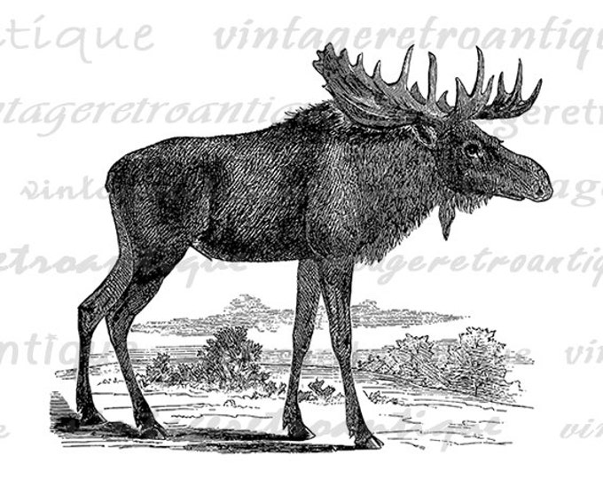 Moose Digital Graphic Printable Image Moose Illustration Download Vintage Clip Art Jpg Png Eps HQ 300dpi No.2185