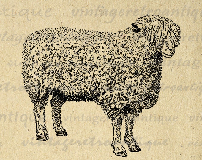 Printable Digital Sheep Graphic Cute Farm Animal Download Cotswold Ewe Sheep Image Illustration Vintage Clip Art HQ 300dpi No.3479