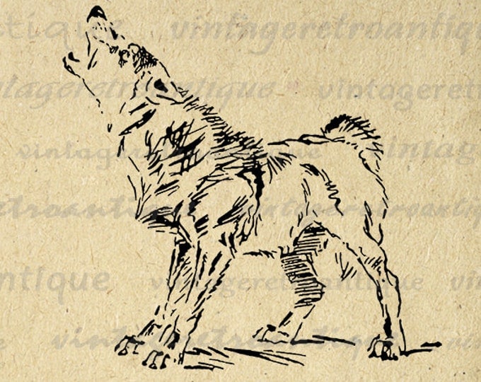 Printable Graphic Howling Wolf Image Illustrated Download Digital Antique Clip Art Jpg Png Eps HQ 300dpi No.1174