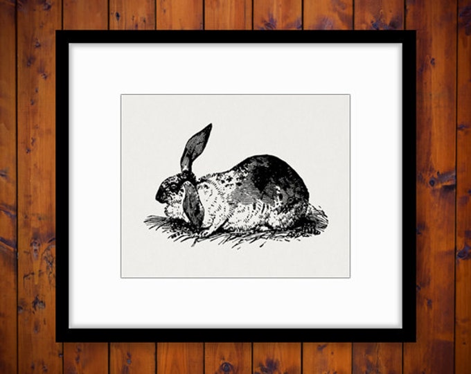 Antique Bunny Rabbit Image Digital Graphic Download Printable Artwork Vintage Clip Art Jpg Png Eps HQ 300dpi No.2742